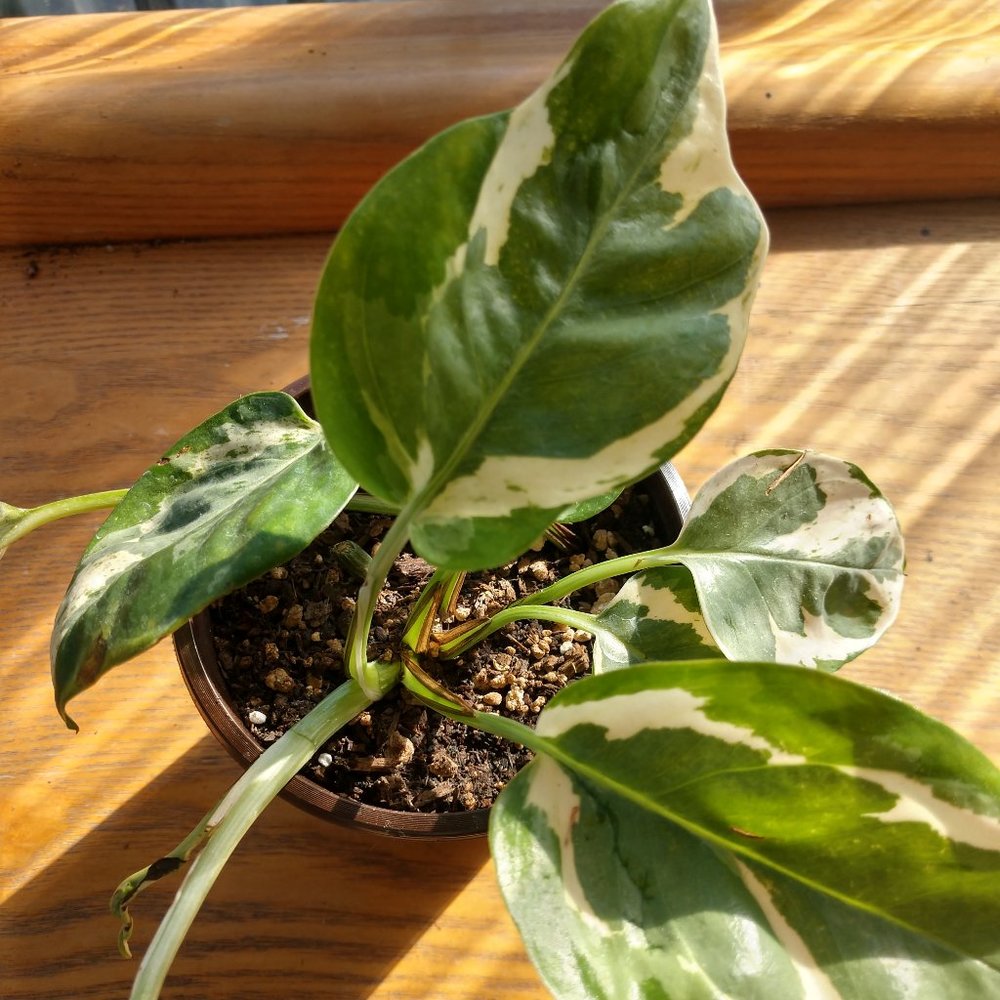 plant (pothos N'joy)
